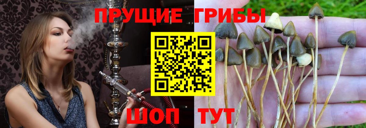 Солнечногорск  Псилоцибиновые грибы прущие грибы  Вход с VPN 
